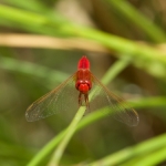 Libelle