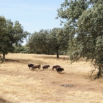 Pata Negra
